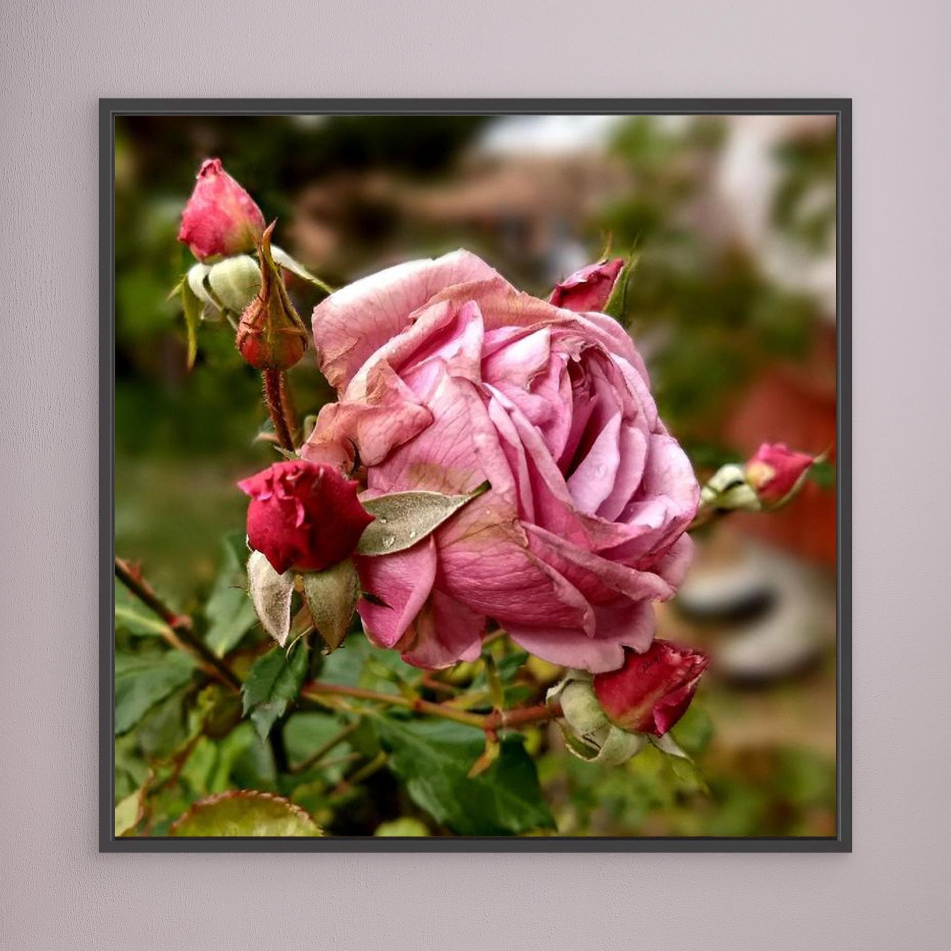 Autumn Rose — Framed Canvas Print