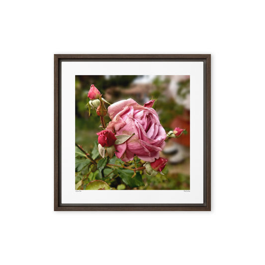 Autumn Rose Framed Canvas