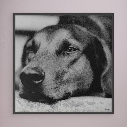 a Dog Named Snooky — Framed Canvas Print