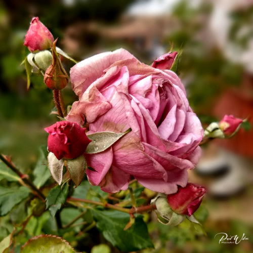 Fall Rose Canvas Print