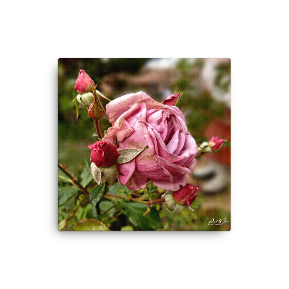 Fall Rose Canvas Print